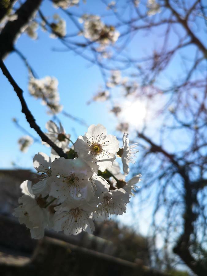 Apartman Agava Njivice Bagian luar foto